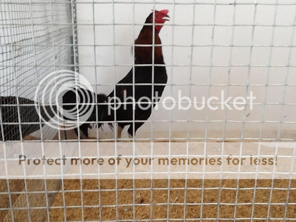 Gà black Jap bổn nghĩa kê - 1