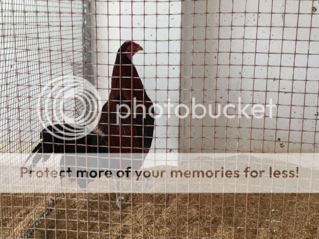 Tân bình: Gà red jap rặt trống mái bổn nghĩa kê