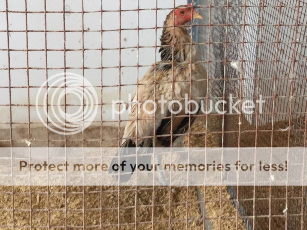 Tân bình: Gà red jap rặt bổn nghĩa kê