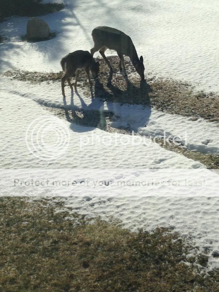 deerinyardwintersnack_zps51c7a1d6.jpg