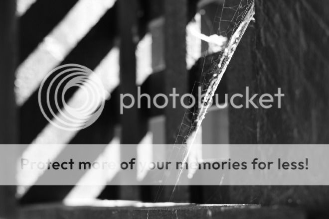 photo BlackWhite2_zpspek3w9uo.jpg