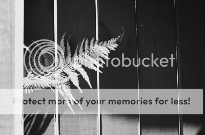 photo BlackWhite3_zpsh9gdti9v.jpg