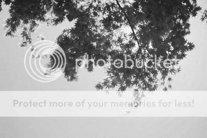 photo BlackWhite5_zps2mzs46g5.jpg